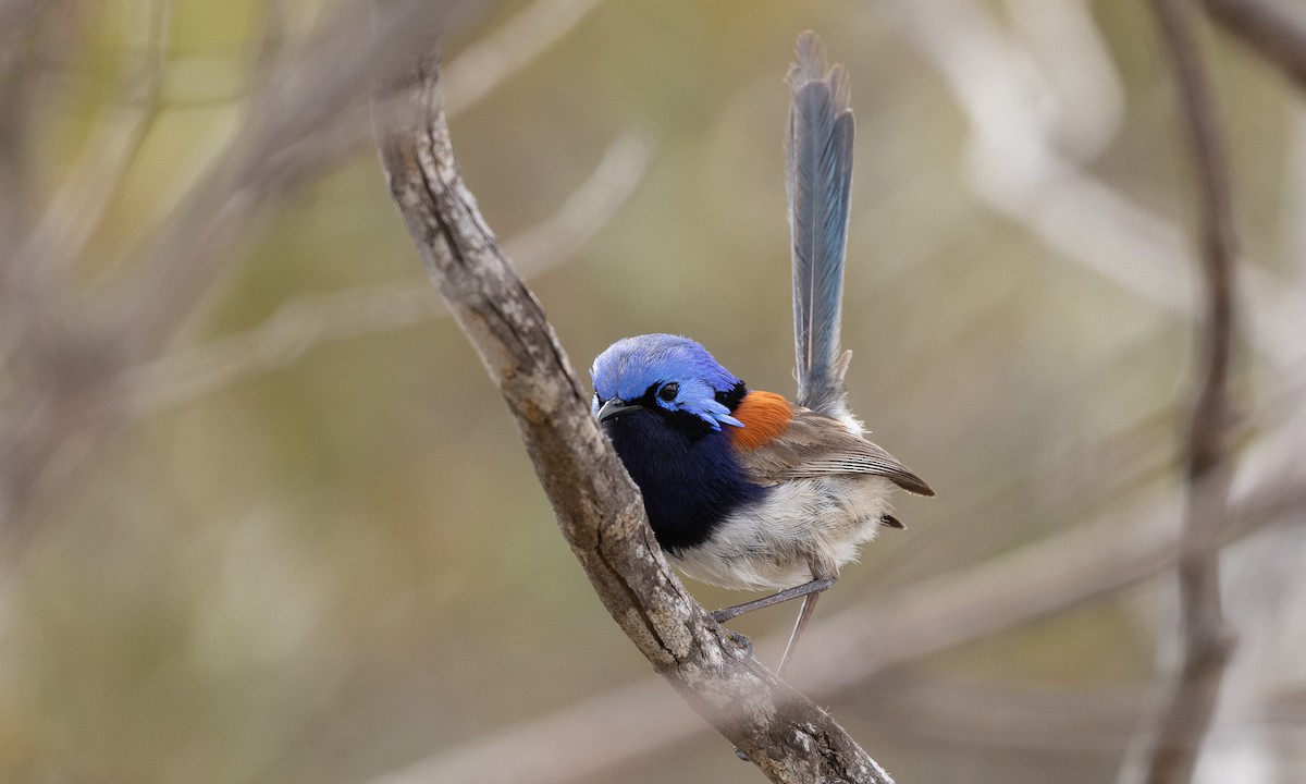 Blue-breasted Fairywren - ML647394386