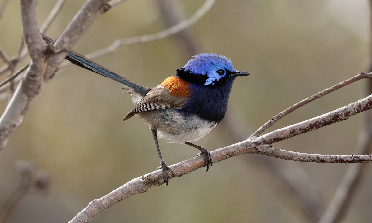 Blue-breasted Fairywren - ML647394388