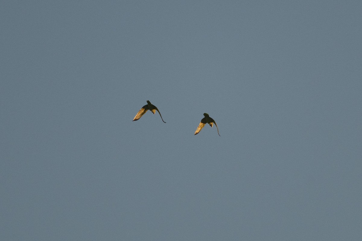 Lilac-crowned Amazon - ML647394390