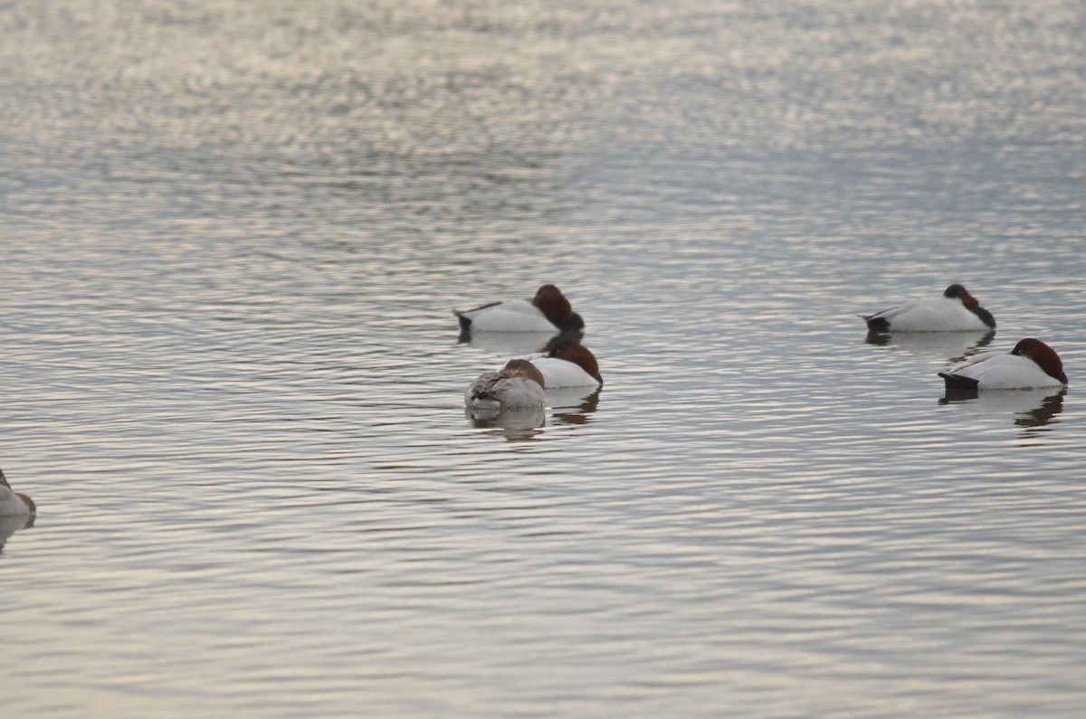 Canvasback - ML647394397