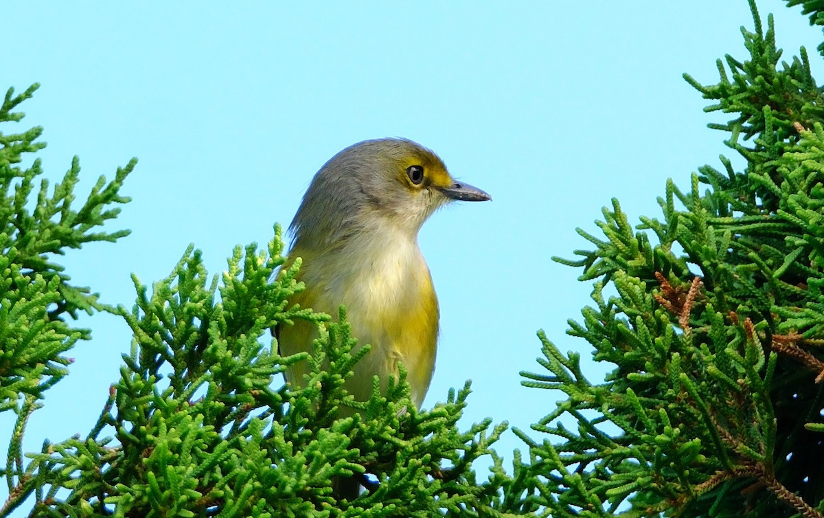 White-eyed Vireo - ML647394403