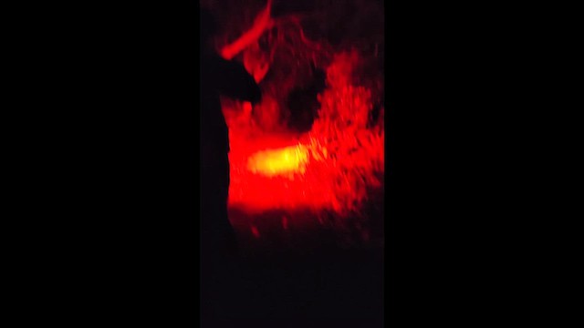 Southern Brown Kiwi - ML647394410