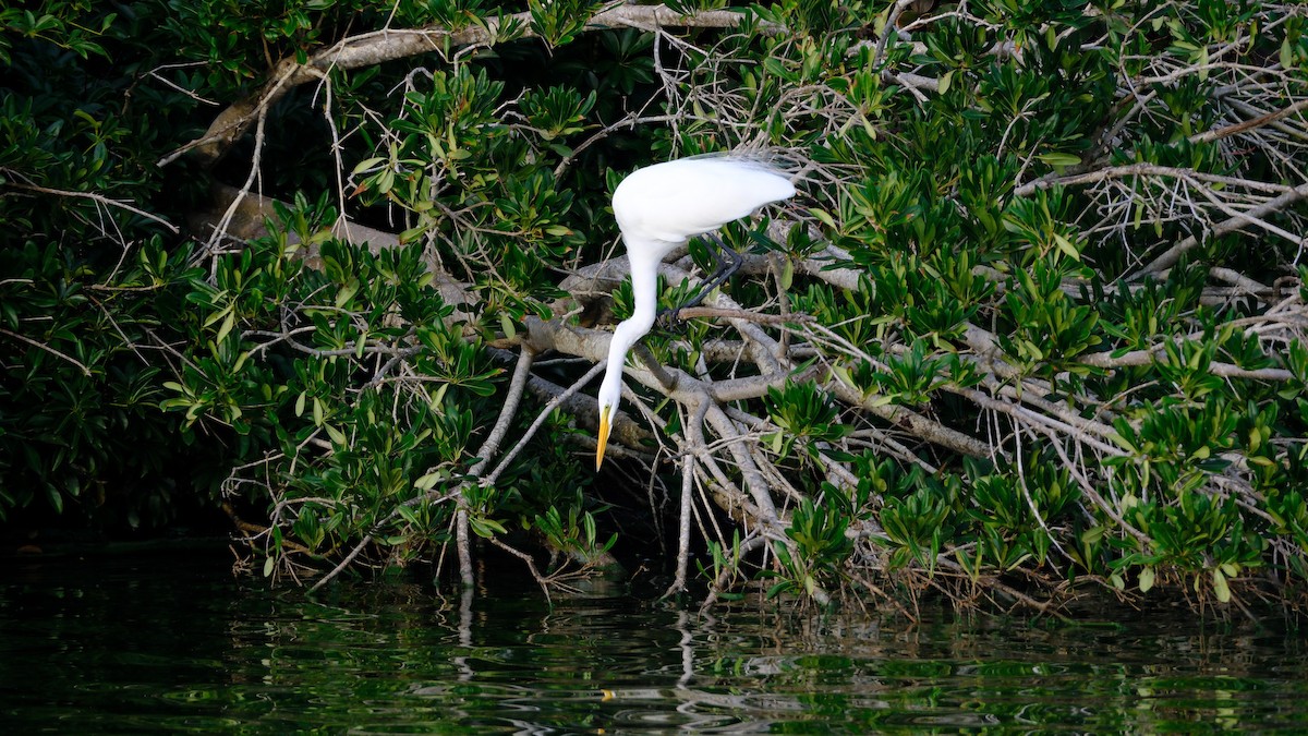 Great Egret - ML647394412