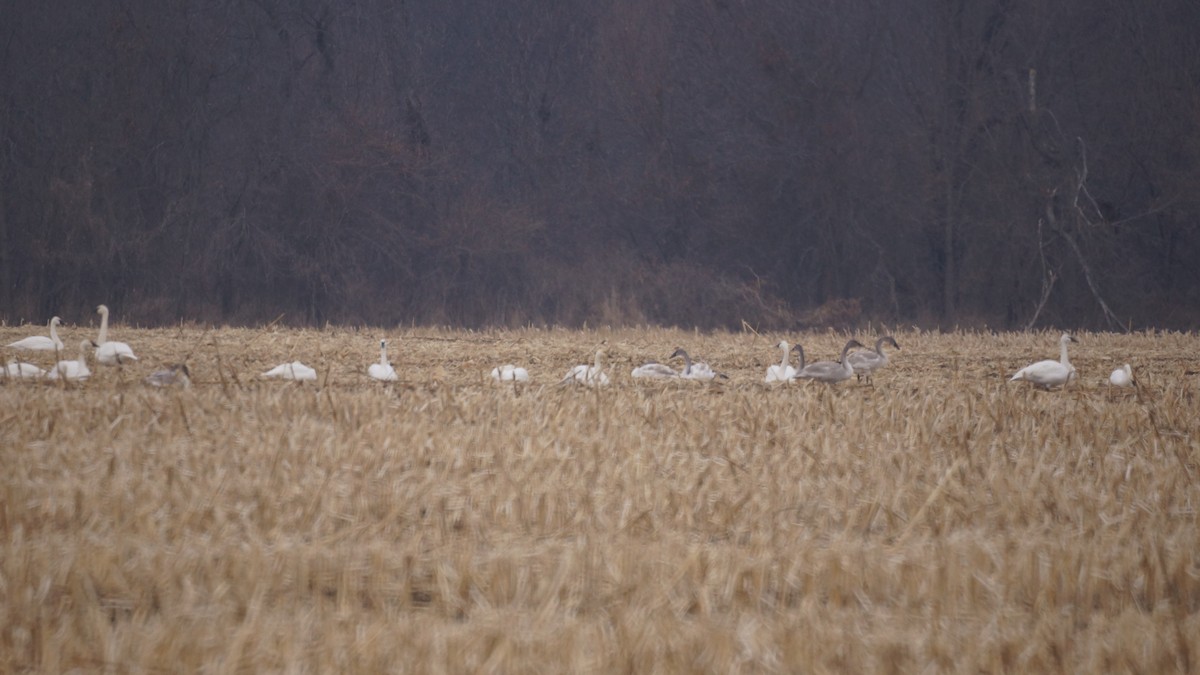 Trumpeter Swan - ML647394414