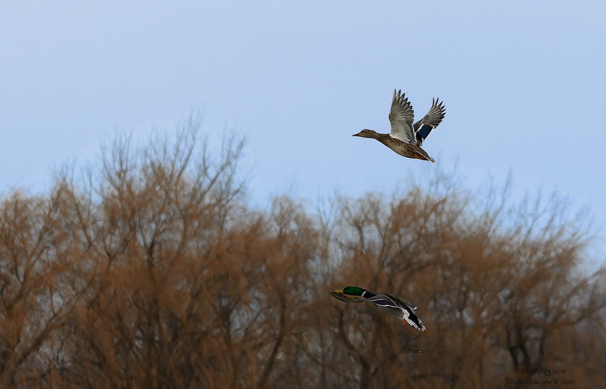 Кряква - ML647394415