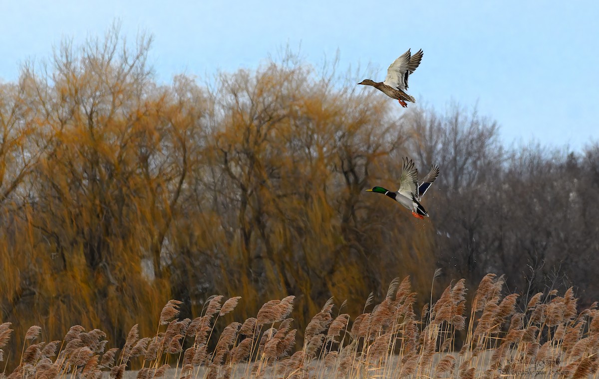 Кряква - ML647394416