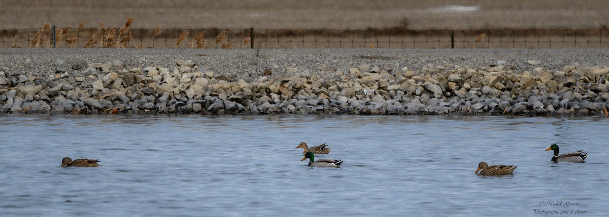 Кряква - ML647394417