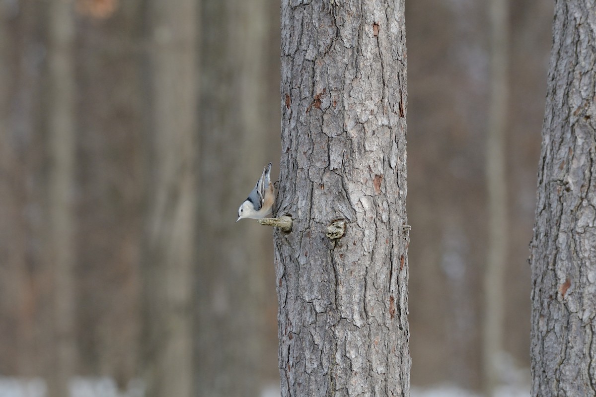 White-breasted Nuthatch (Eastern) - ML647394419