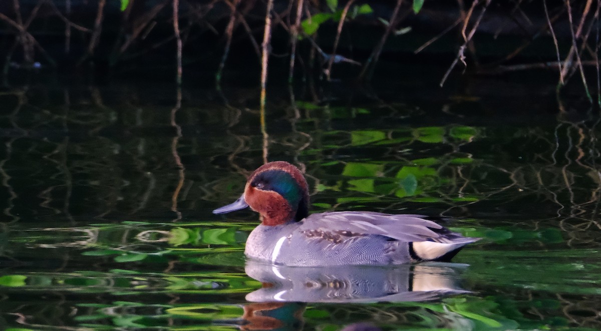 Green-winged Teal - ML647394420