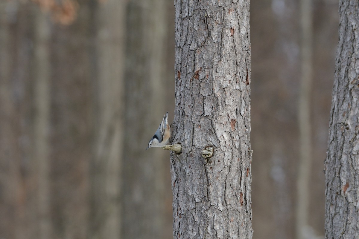 White-breasted Nuthatch (Eastern) - ML647394427