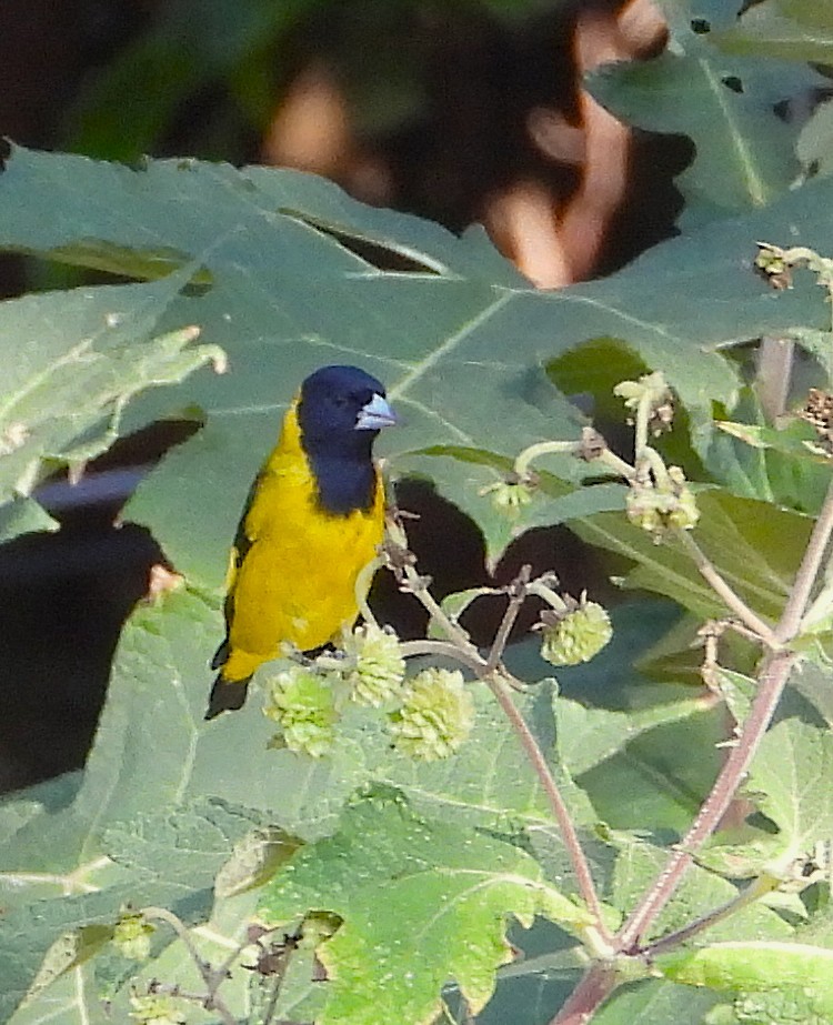 Black-headed Siskin - ML647394434