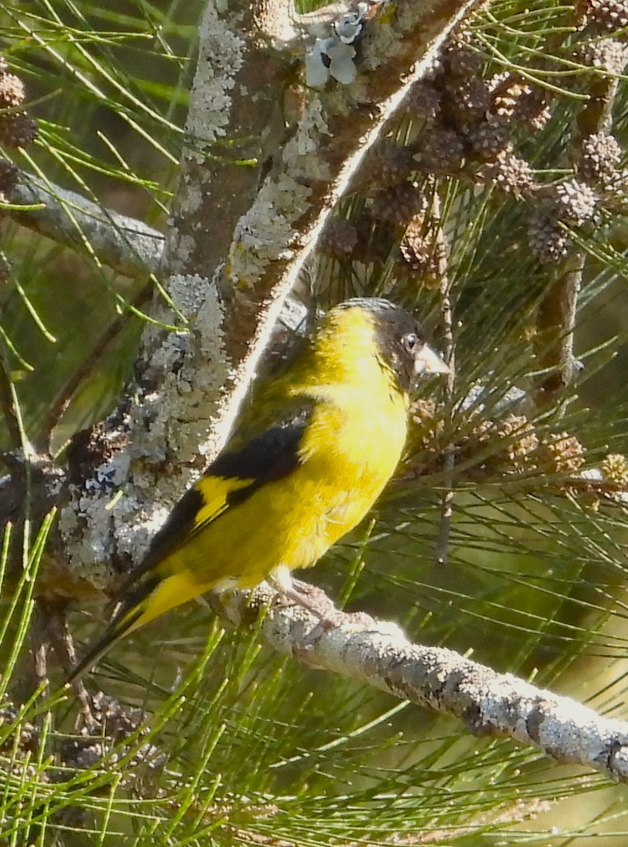 Black-headed Siskin - ML647394435