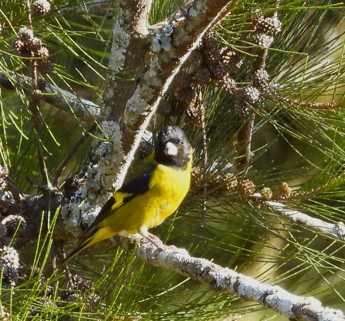 Black-headed Siskin - ML647394436