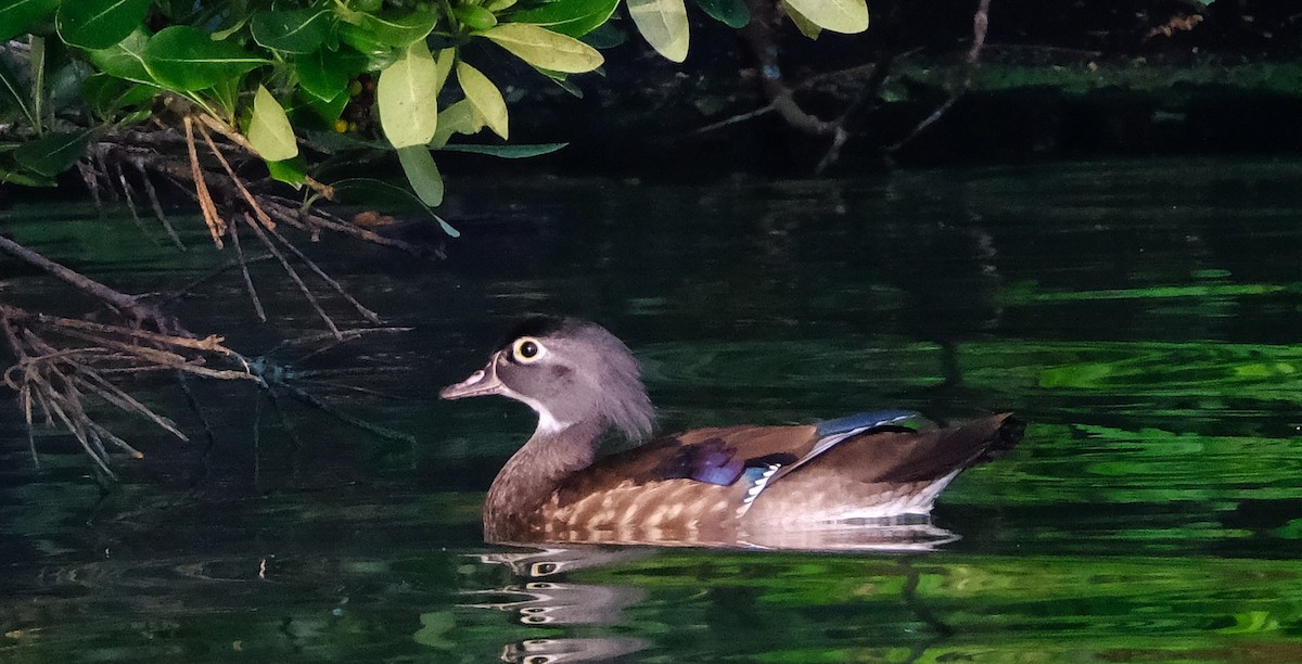 Wood Duck - ML647394441