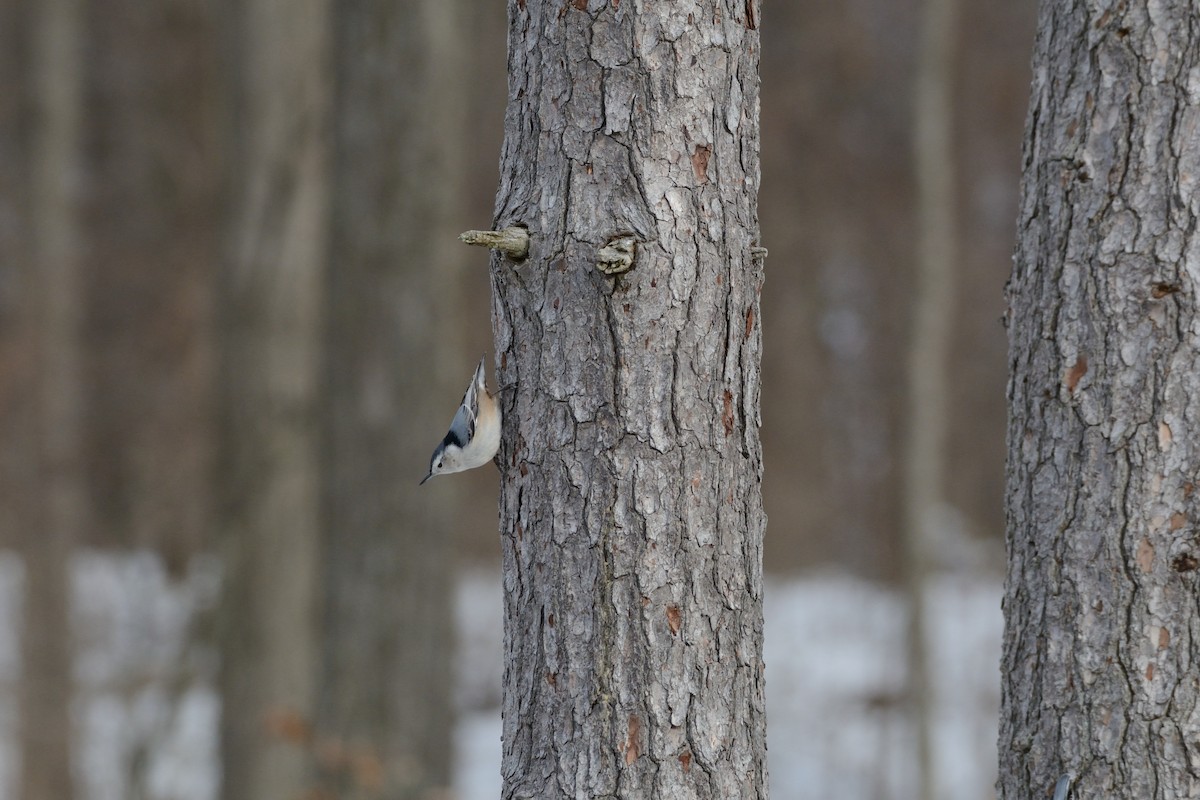White-breasted Nuthatch (Eastern) - ML647394442