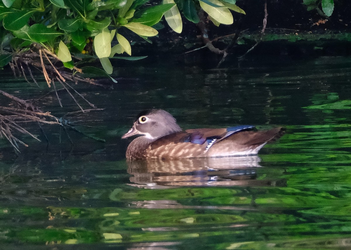 Wood Duck - ML647394443