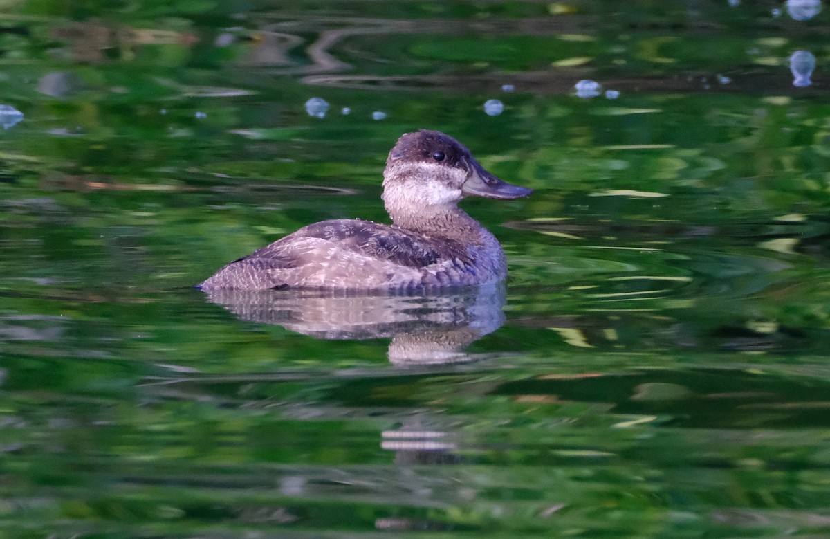 Ruddy Duck - ML647394446