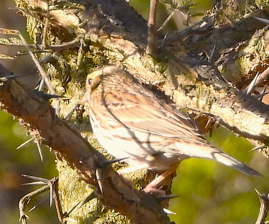 Chingolo Sabanero - ML647394447