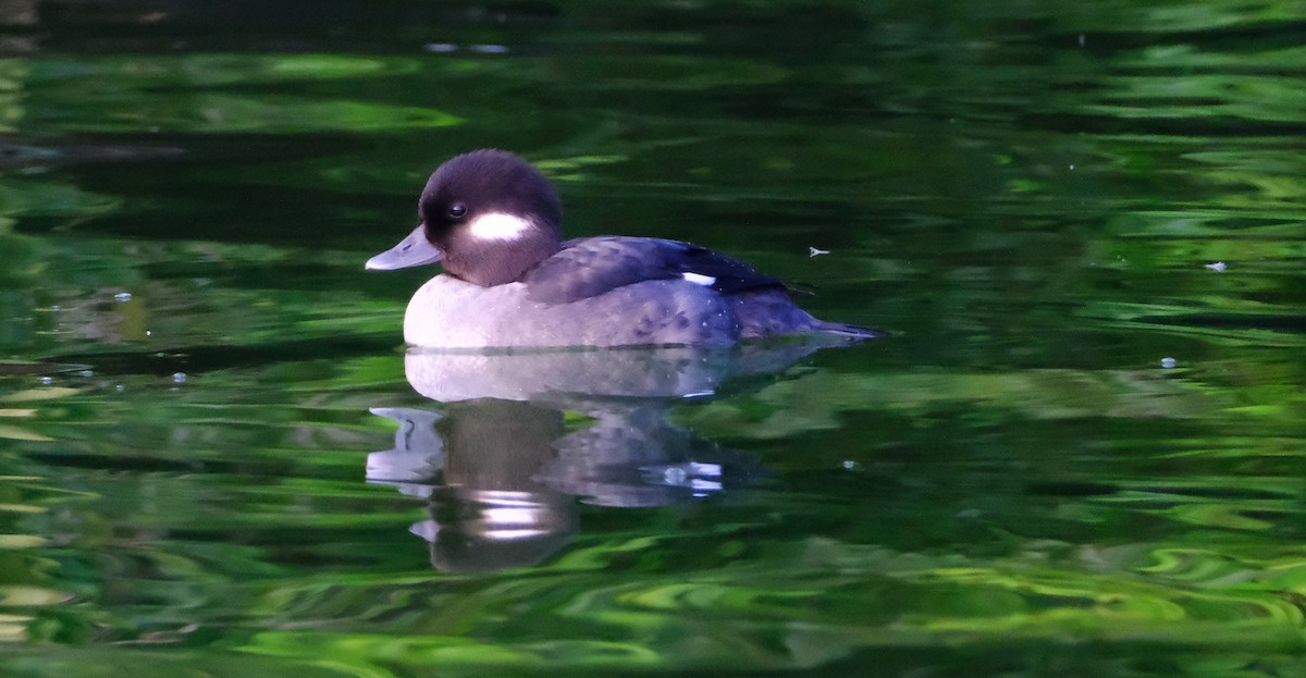 Bufflehead - ML647394449
