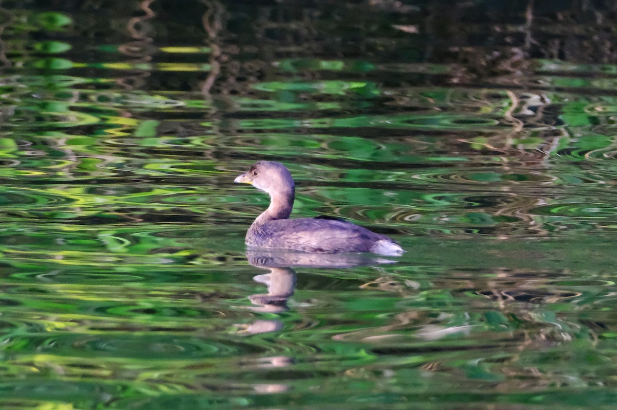 Pied-billed Grebe - ML647394460