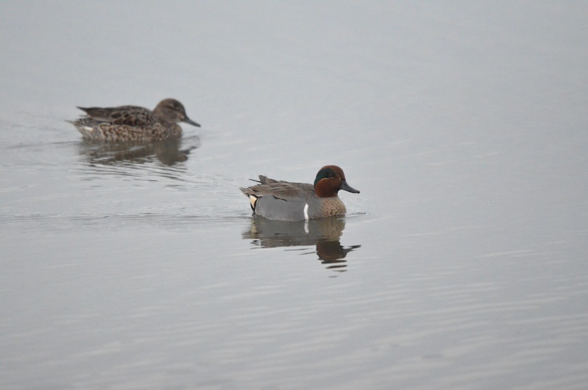 Green-winged Teal - ML647394461
