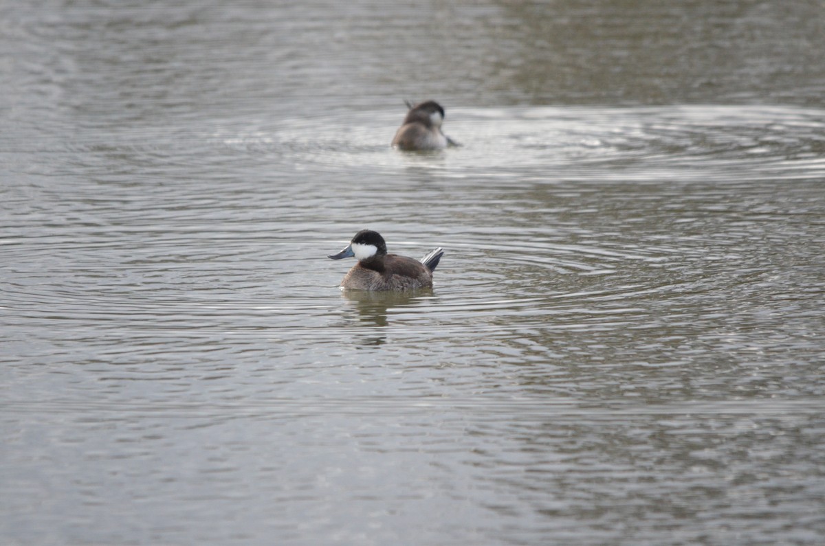Ruddy Duck - ML647394464