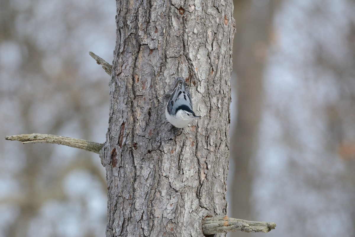 White-breasted Nuthatch (Eastern) - ML647394467