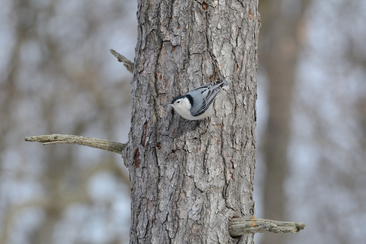 White-breasted Nuthatch (Eastern) - ML647394474