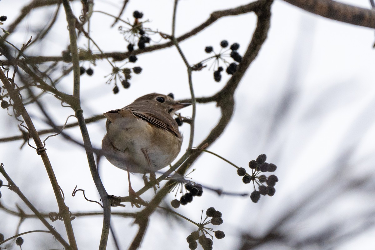 Hermit Thrush - ML647394477