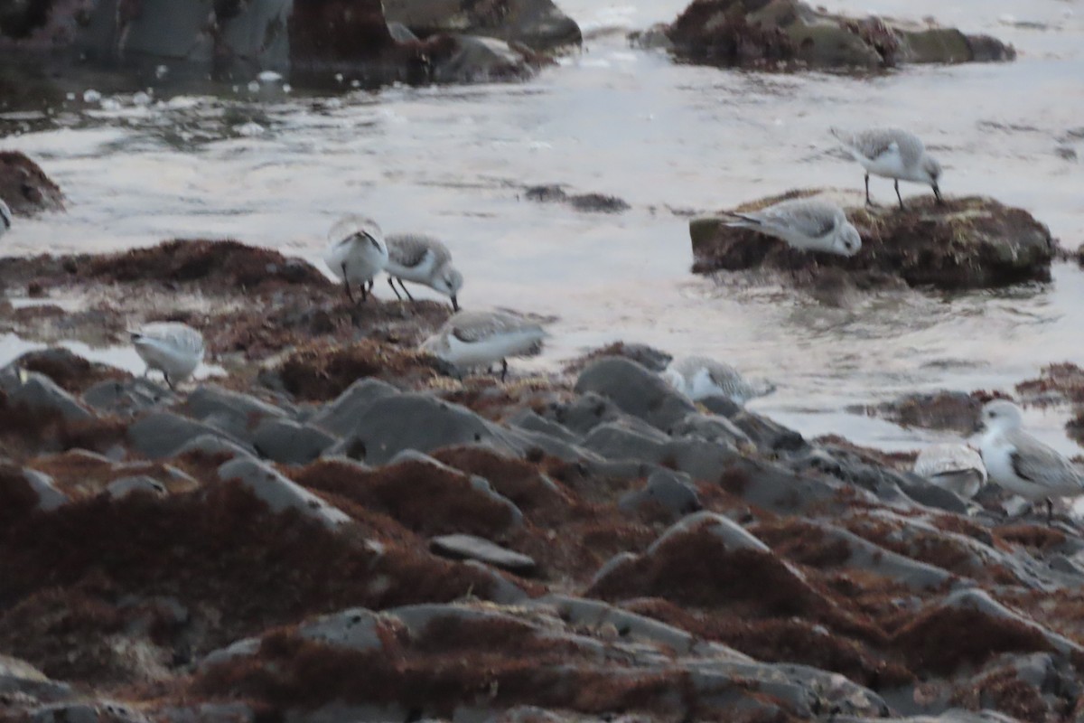 Txirri zuria - ML647394482