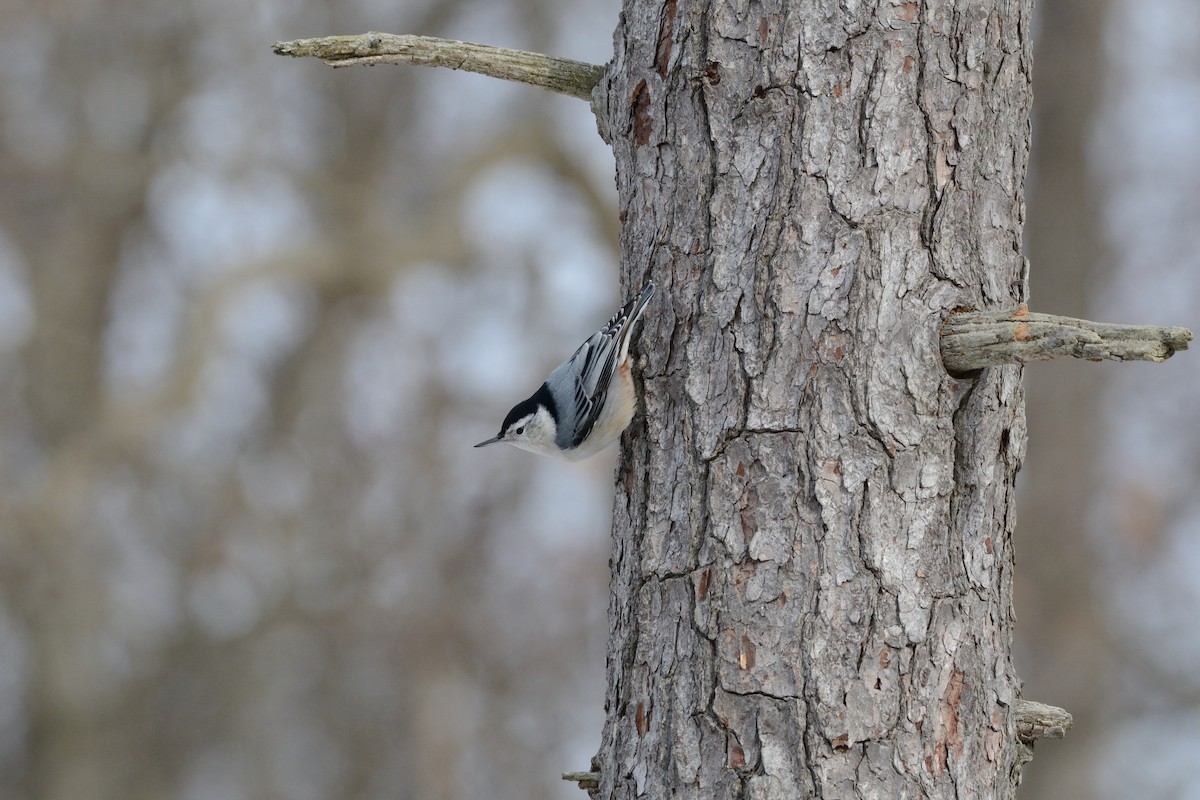 White-breasted Nuthatch (Eastern) - ML647394490