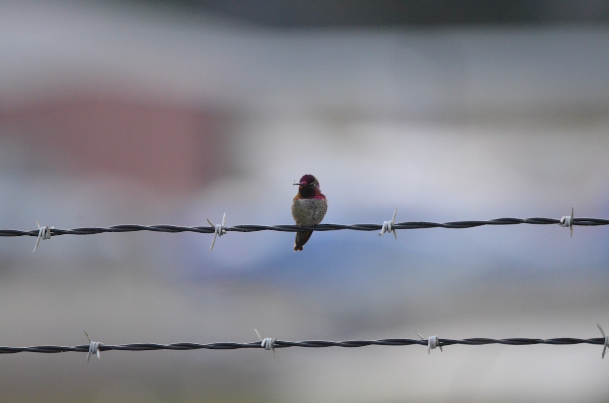 Anna's Hummingbird - ML647394500