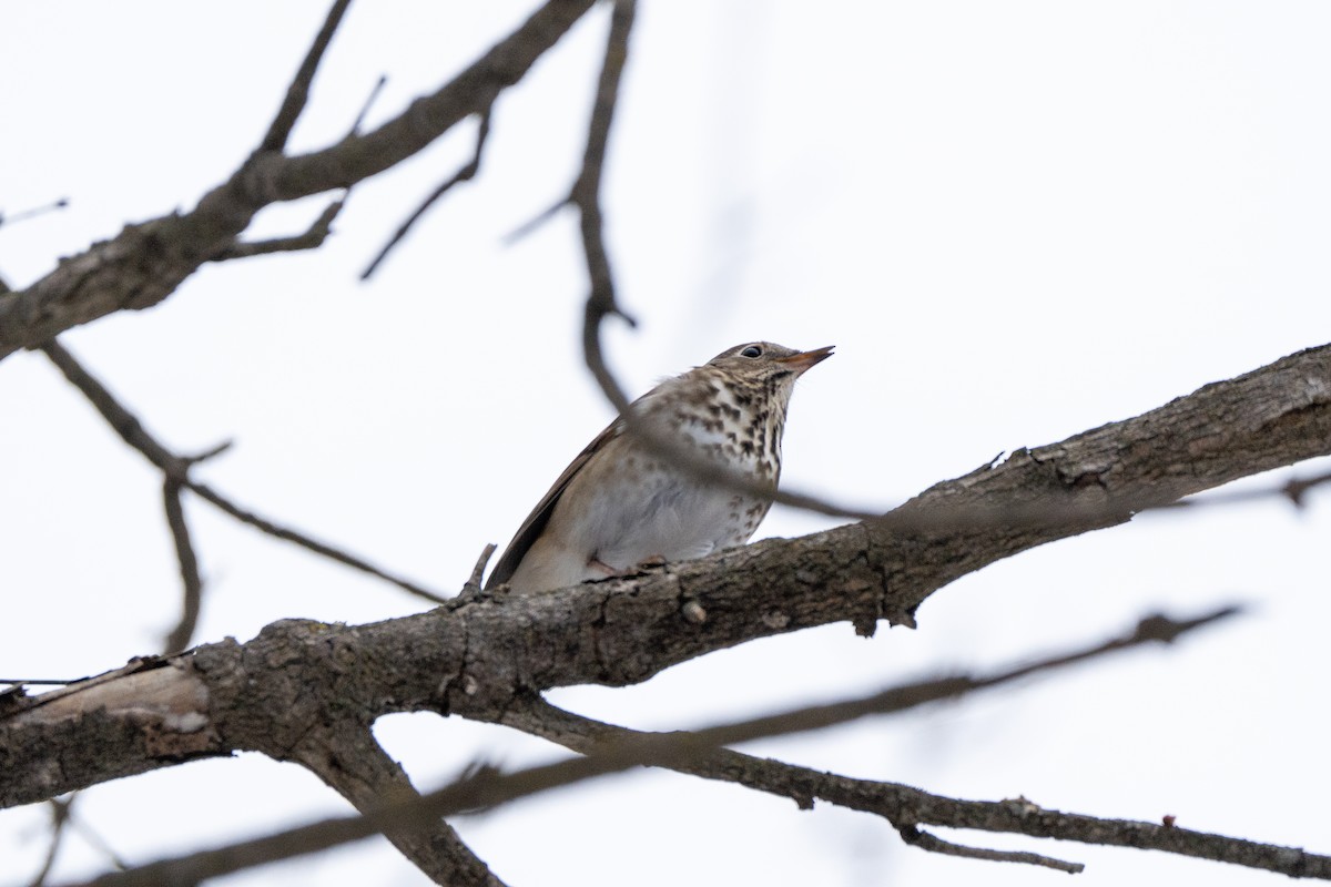 Hermit Thrush - ML647394501