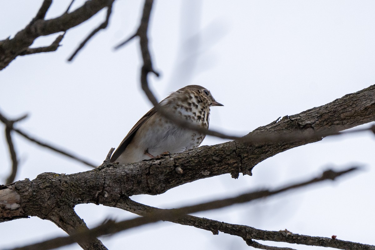 Hermit Thrush - ML647394502