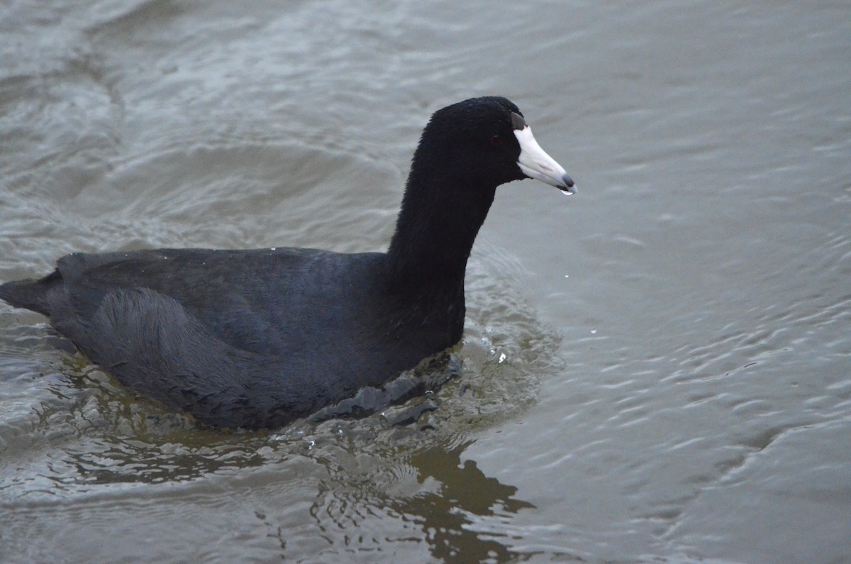 American Coot - ML647394504
