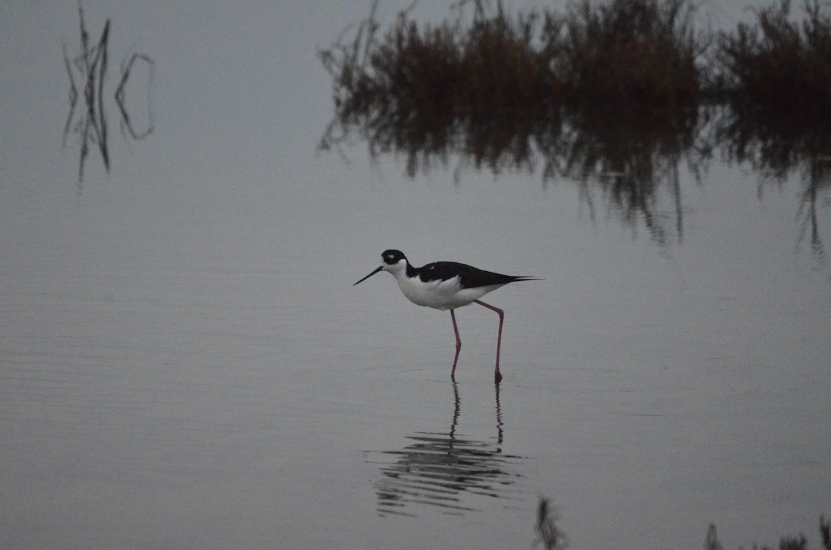Black-necked Stilt - ML647394510