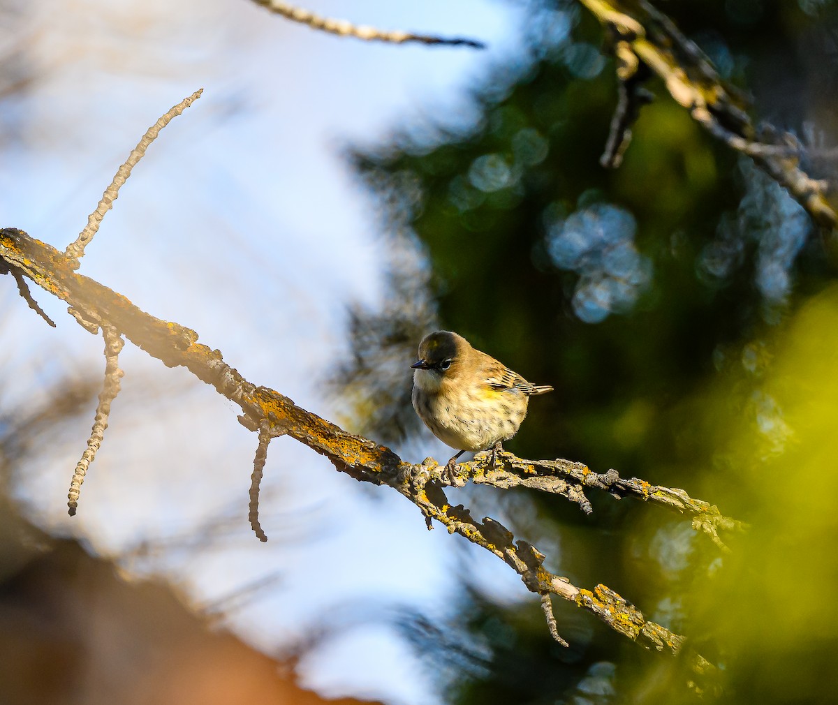 Yellow-rumped Warbler - ML647394517
