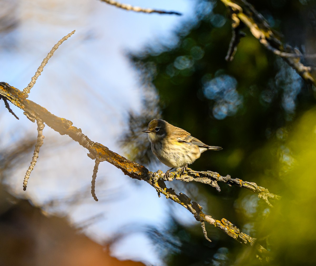 Yellow-rumped Warbler - ML647394518