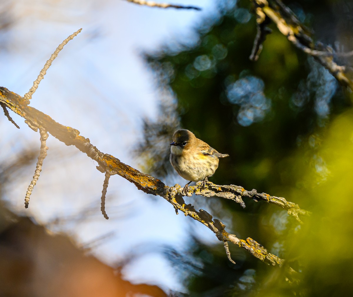 Yellow-rumped Warbler - ML647394519