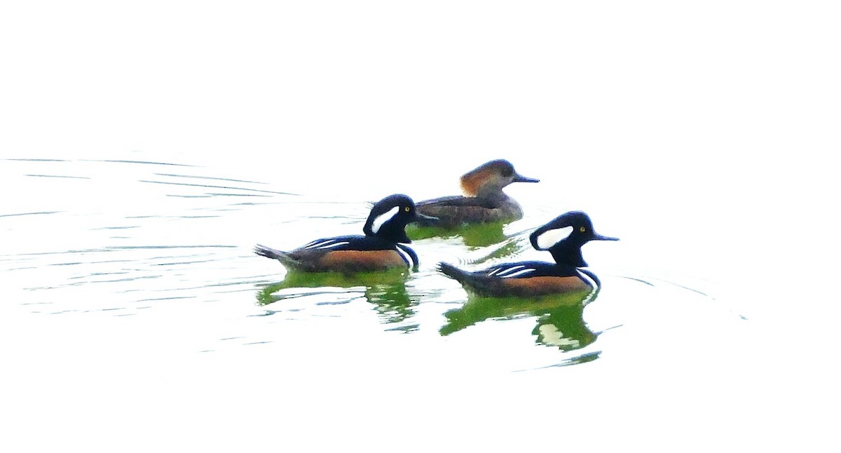 Hooded Merganser - ML647394521