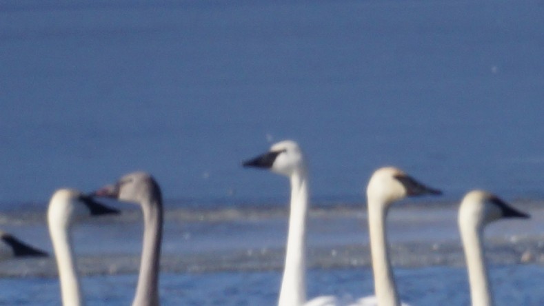 Tundra Swan - ML647394537