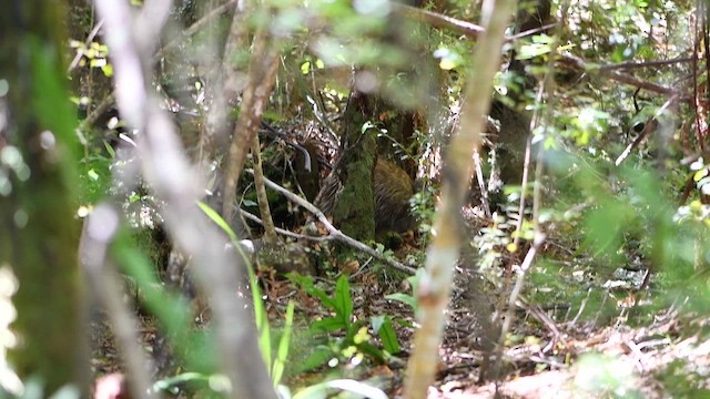Southern Brown Kiwi - ML647394538