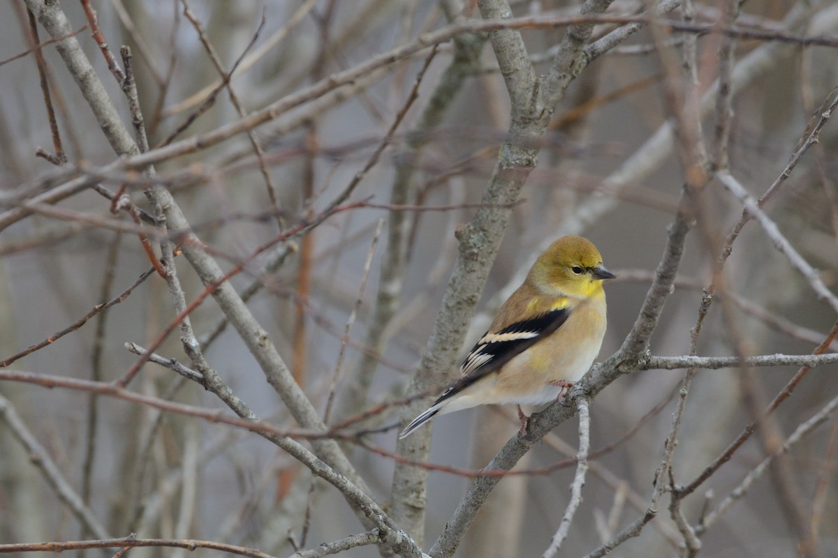 American Goldfinch - ML647394561