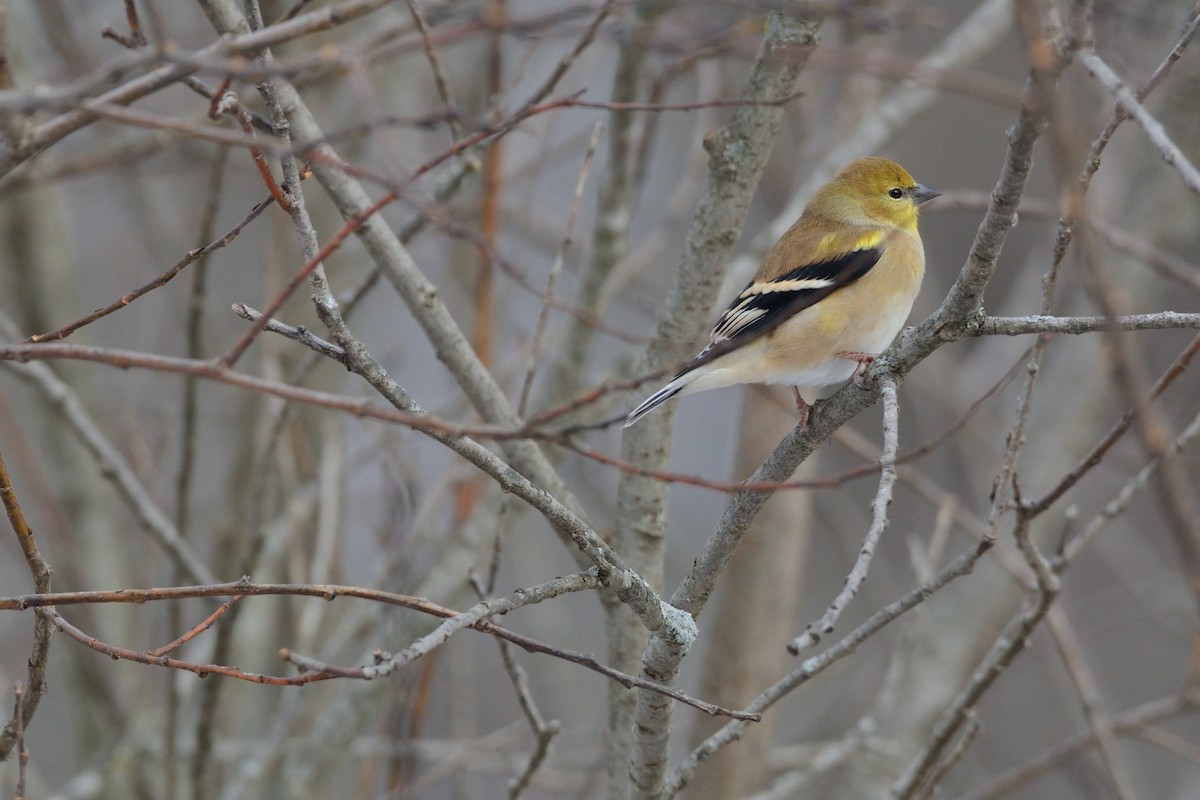 American Goldfinch - ML647394562