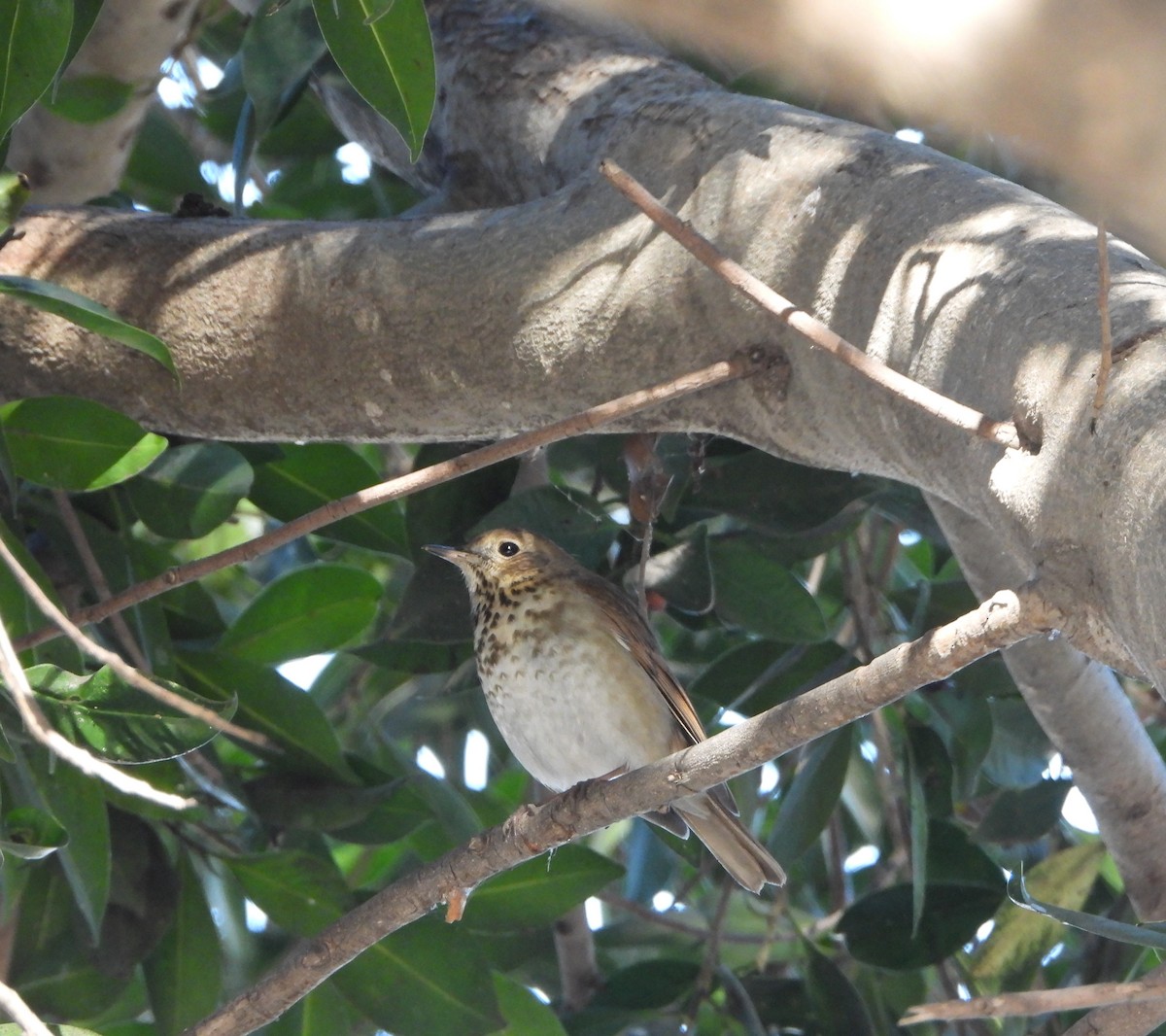 Hermit Thrush - ML647394564