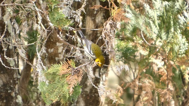 Black-throated Green Warbler - ML647394587
