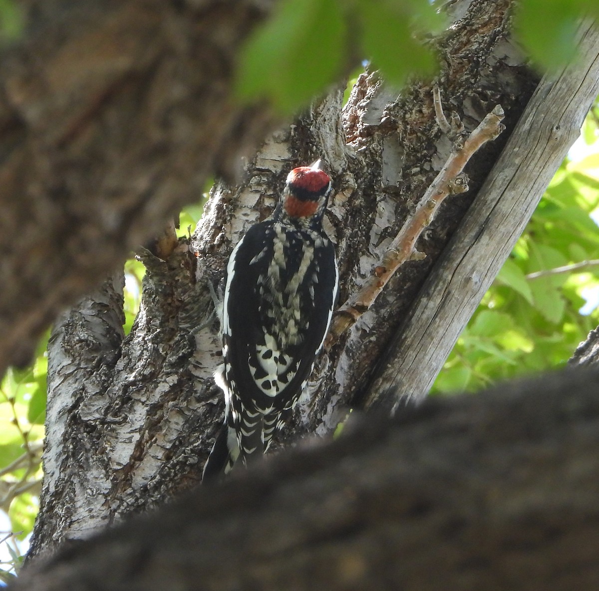 Red-naped Sapsucker - ML647394589
