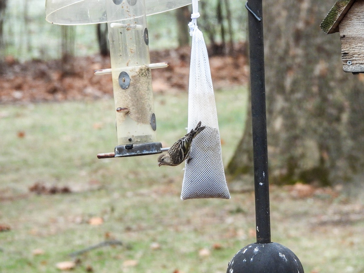 Pine Siskin - ML647394602