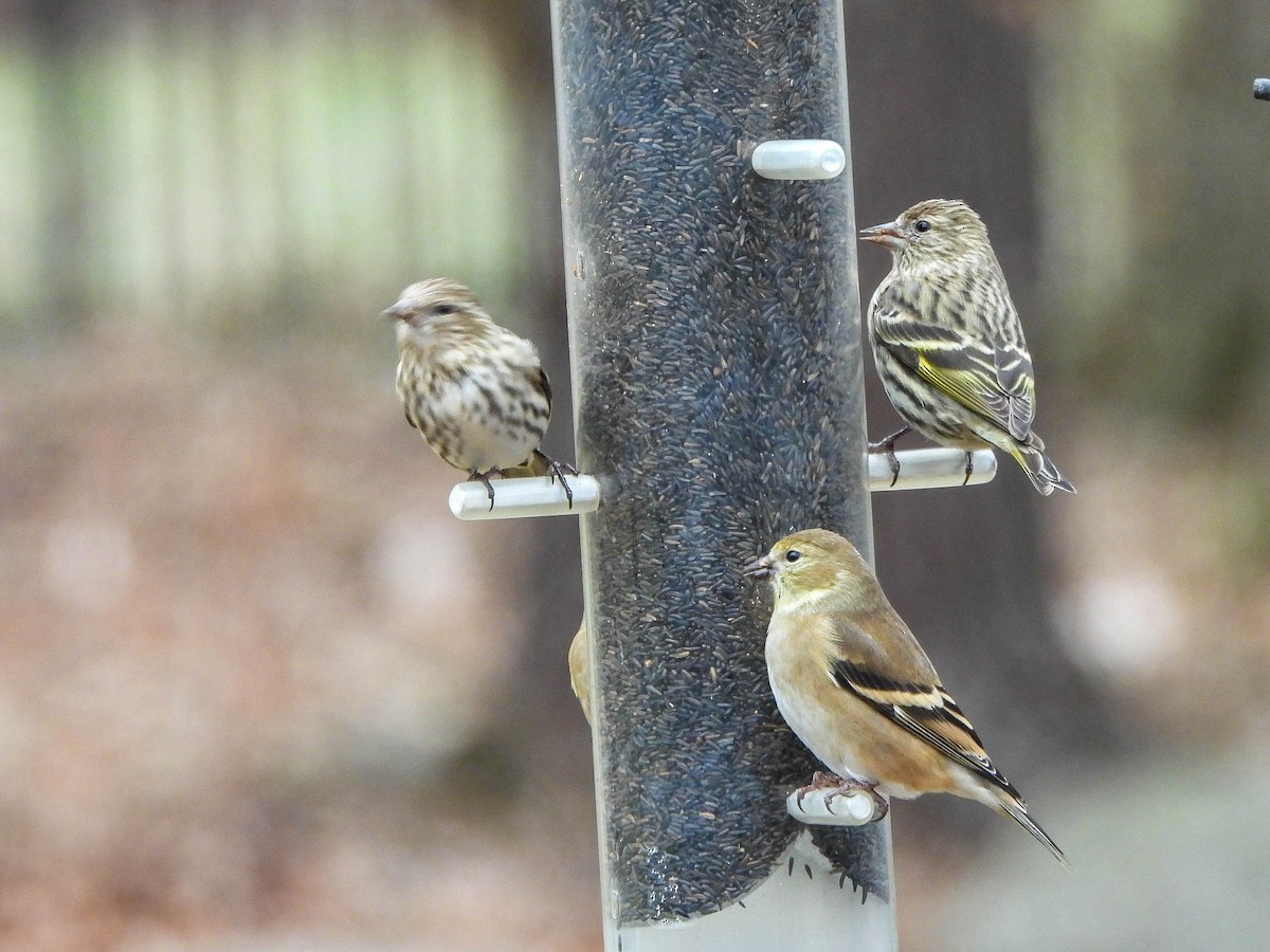 Pine Siskin - ML647394603