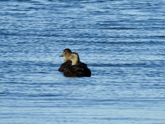 American Black Duck - ML647394606